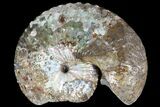 Iridescent Hoploscaphites Ammonite With Wood Stand - SD #93144-1